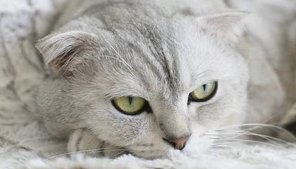 ayx爱游戏_ 三分之夜！勇士在季后赛中的精准投篮创造惊人成绩！，nba,勇士