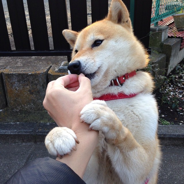 灰熊前场篮板保护不足导致失分,灰熊队控球后卫