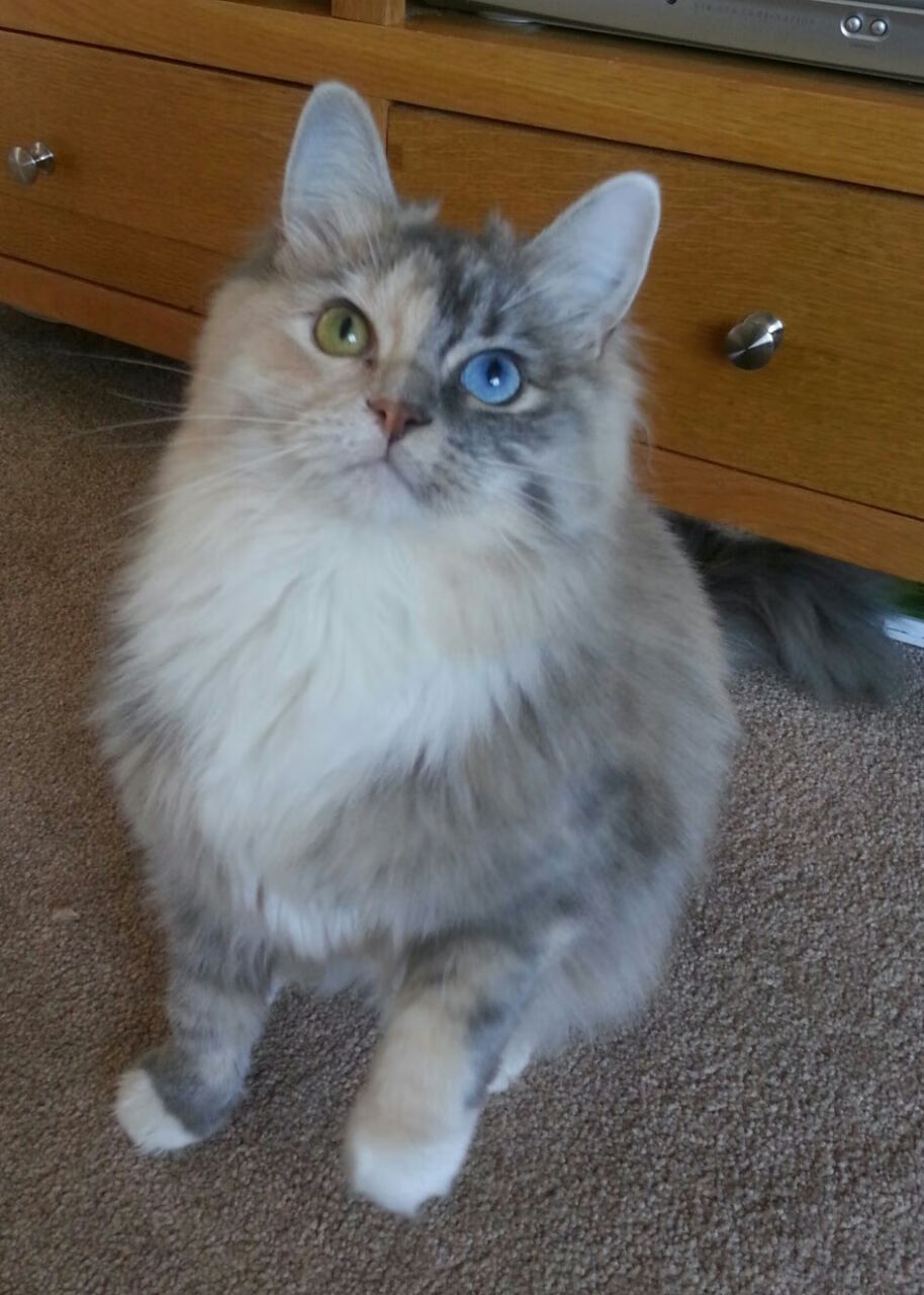 老鹰主场连胜状态持续火热,老鹰队主力